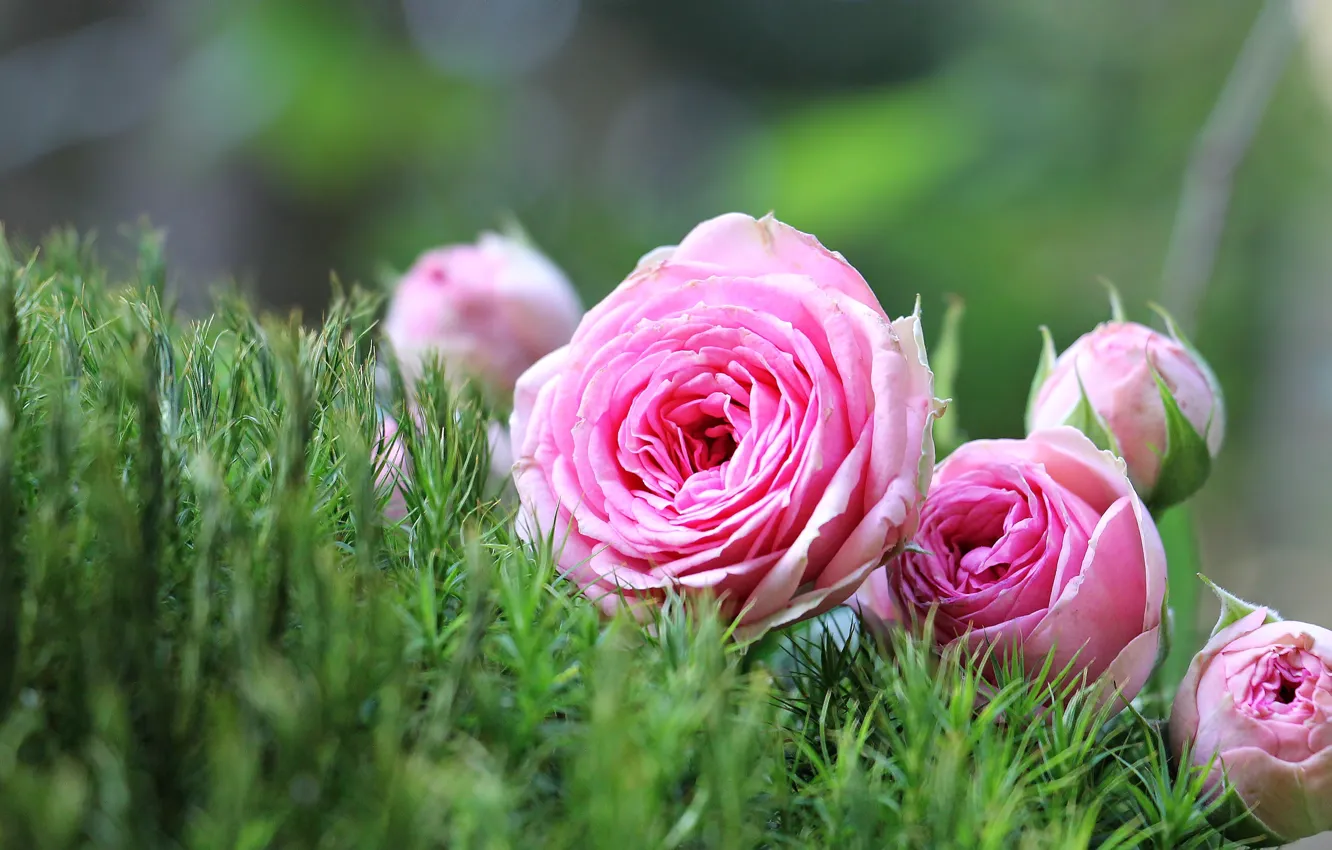 Фото обои цветы, розы, розовые, бутоны, flowers