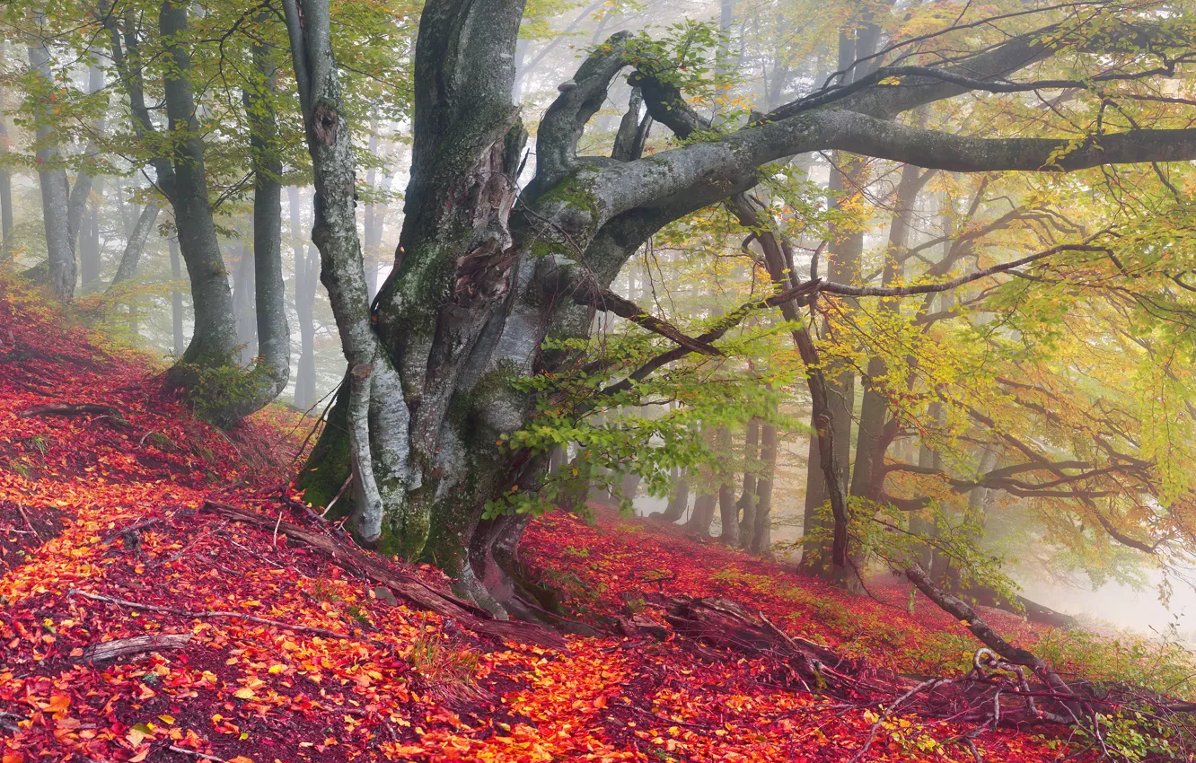 Фото обои Природа, Дерево, Осень, Листья, Ствол, Украина, Закарпатье