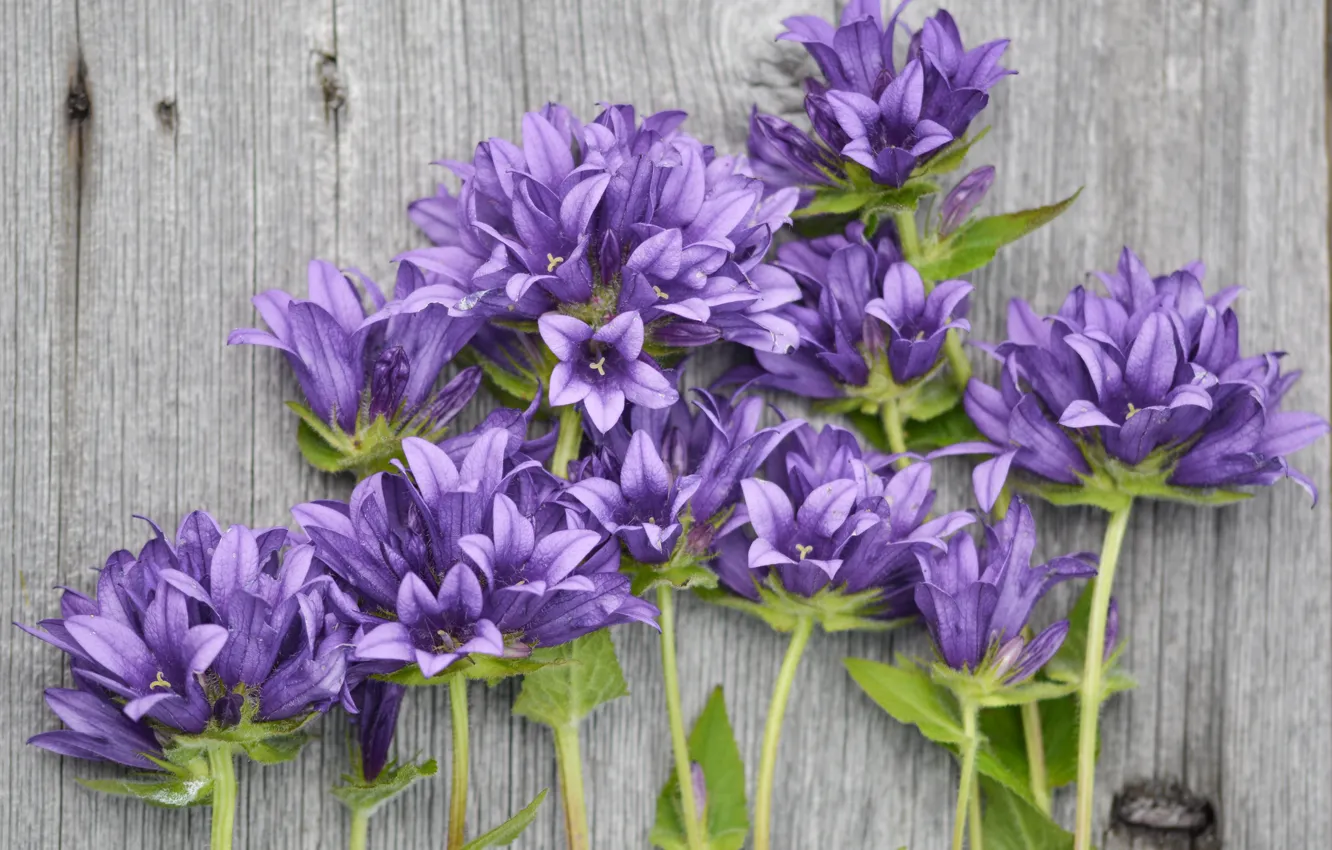 Фото обои цветы, букет, Фиолетовый, wood