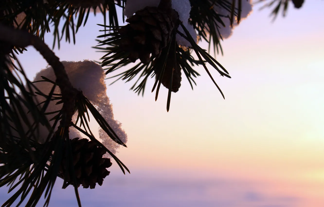 Фото обои зима, макро, дерево, шишки, сосна, реальное фото