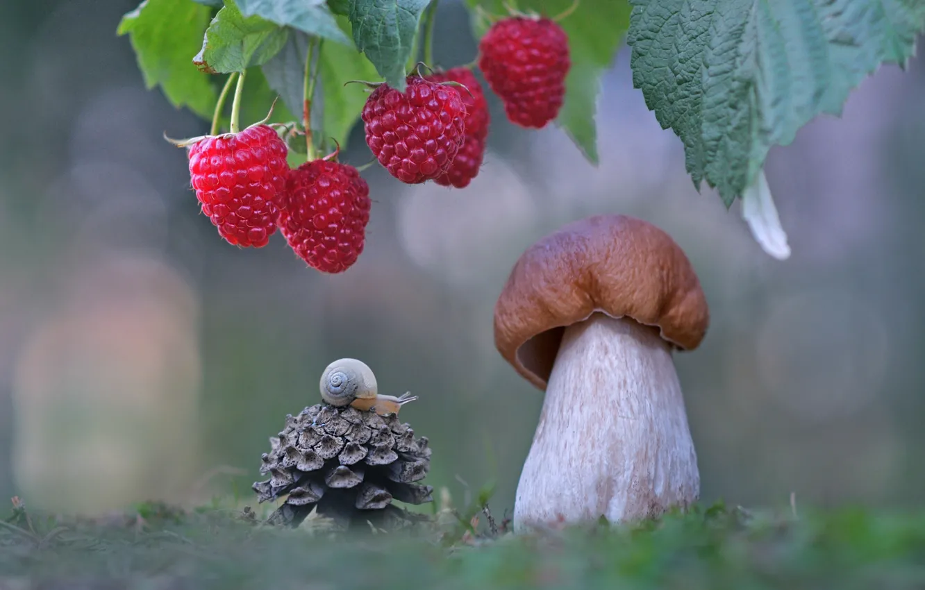 Фото обои макро, ягоды, малина, гриб, улитка, шишка, боровик, Александр Гвоздь