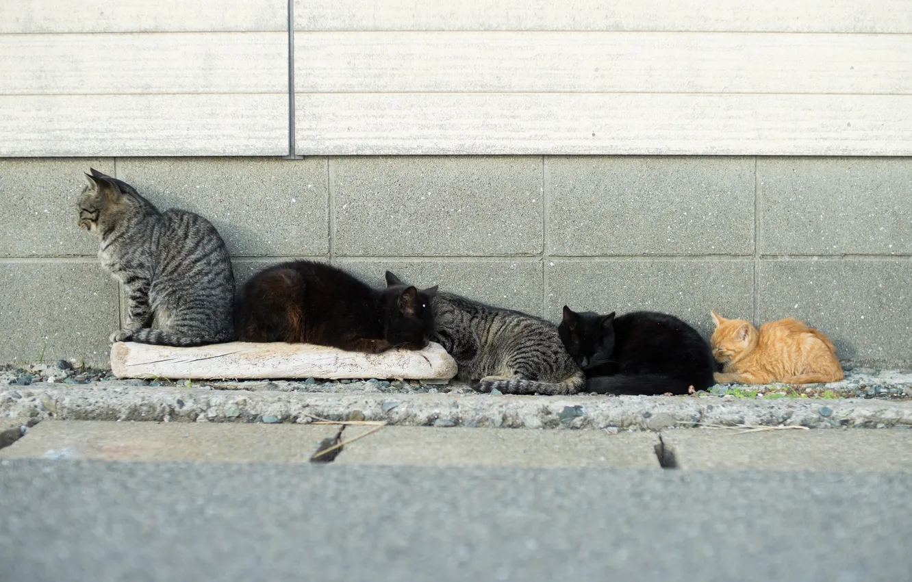 Фото обои отдых, коты, стенка, семейка