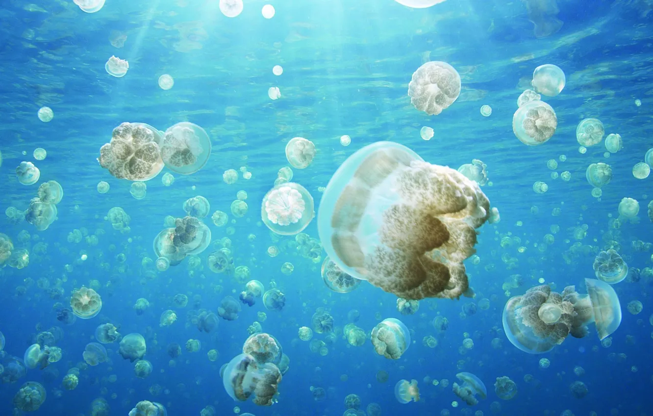 Фото обои свет, океан, медузы