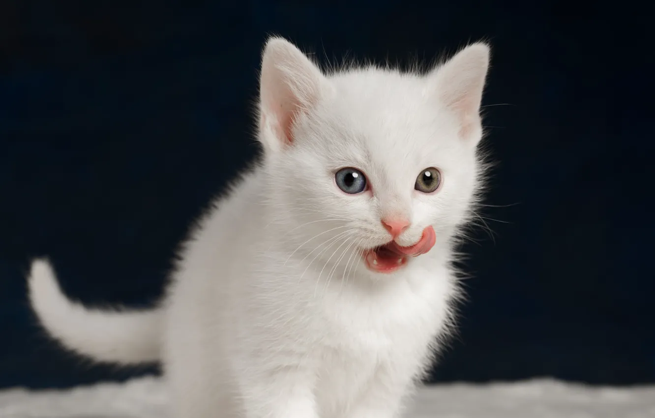 Фото обои котенок, язычок, малыш, белый котёнок