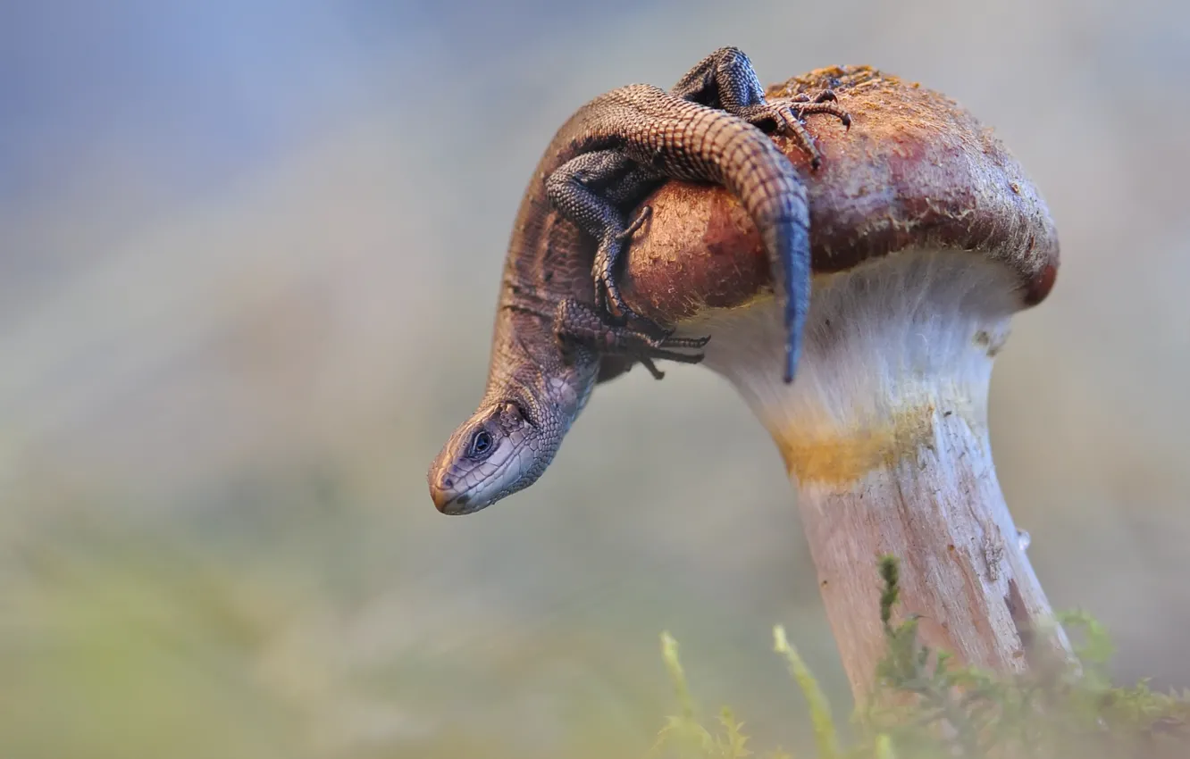 Фото обои гриб, ящерица, хвост