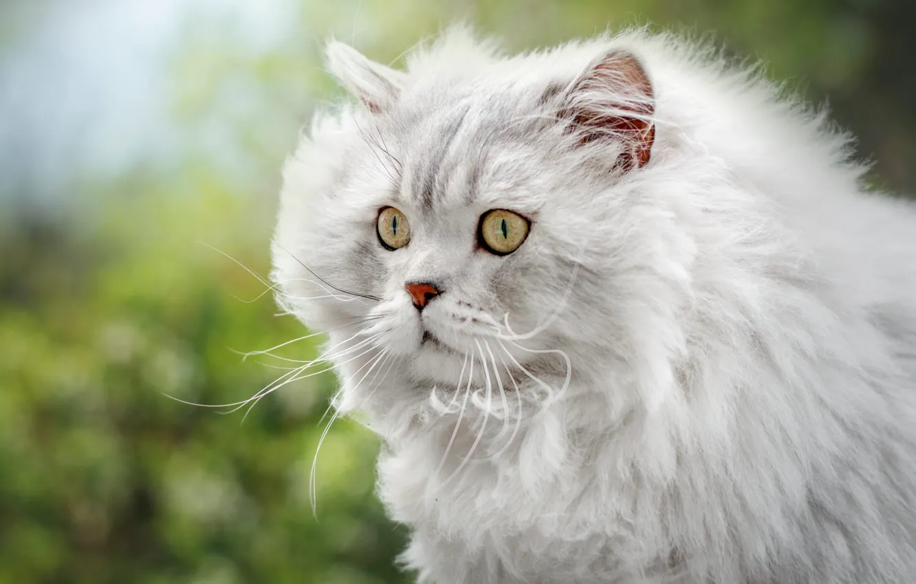Фото обои кошка, белый, кот, усы, взгляд, морда, портрет, пушистый