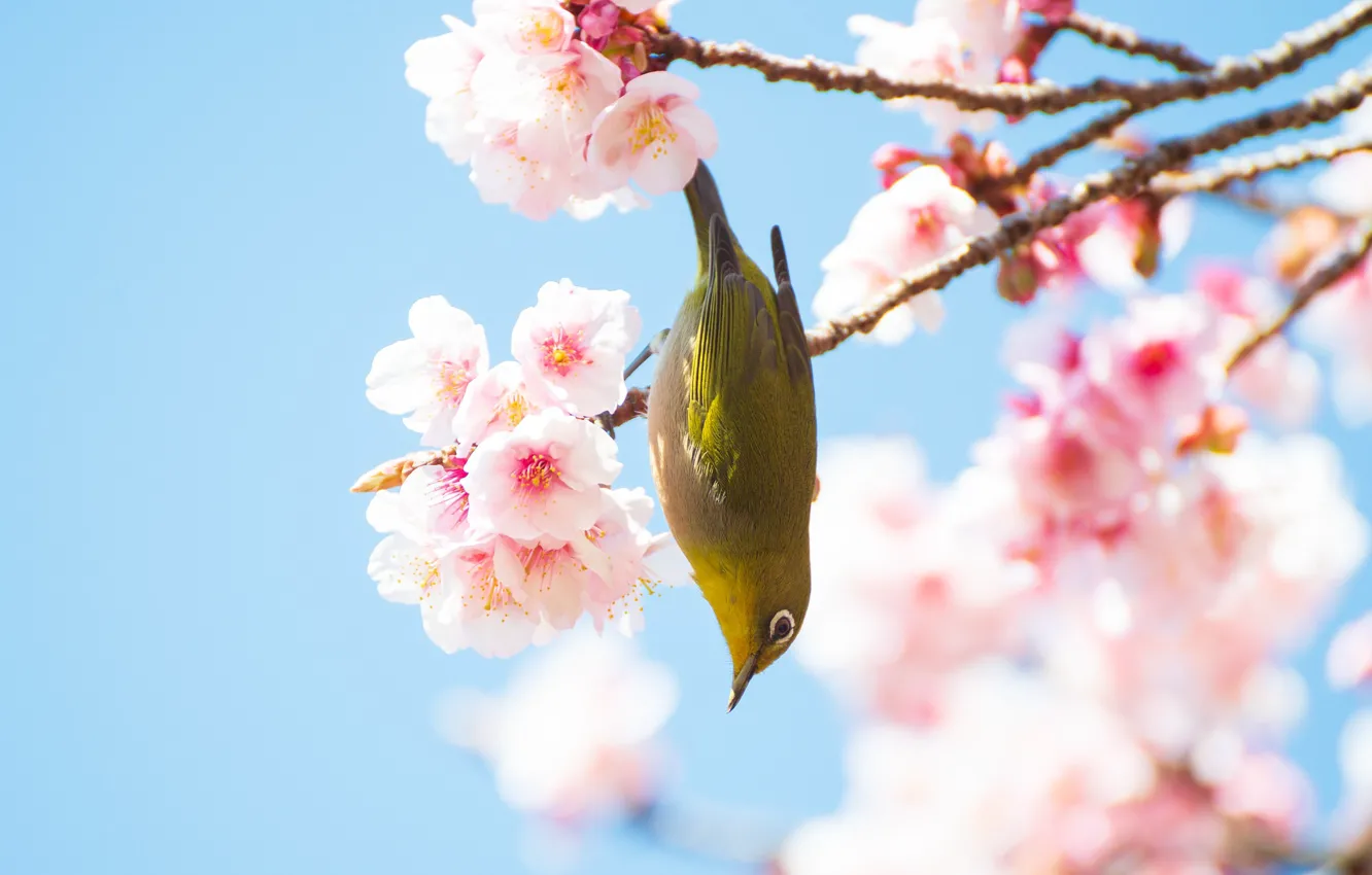 Фото обои цветы, птица, ветка, весна, цветение, голубой фон, японская белоглазка