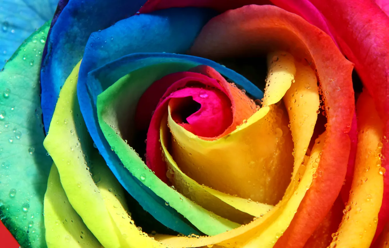 Фото обои роса, роза, лепестки, бутон, разноцветная, радужная