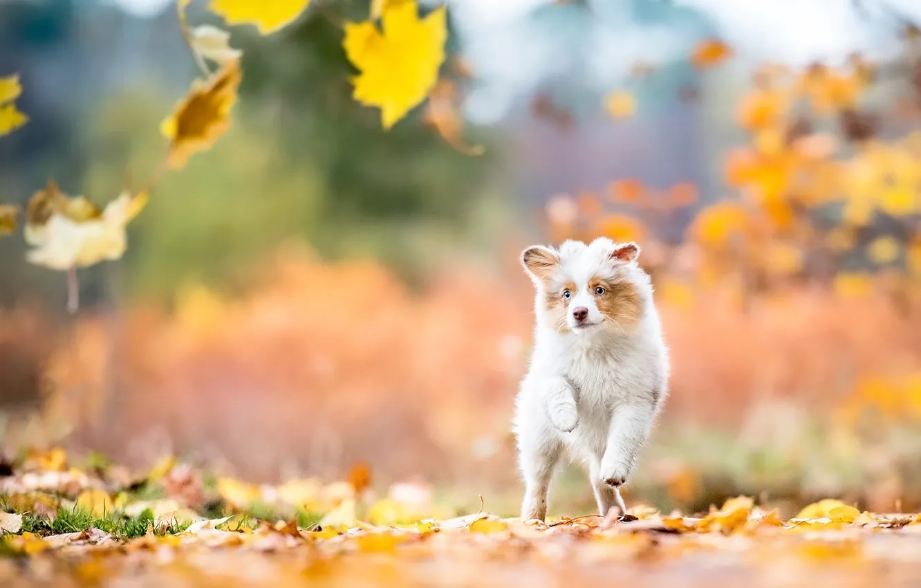 Фото обои осень, взгляд, листья, природа, собака, малыш, бег, щенок