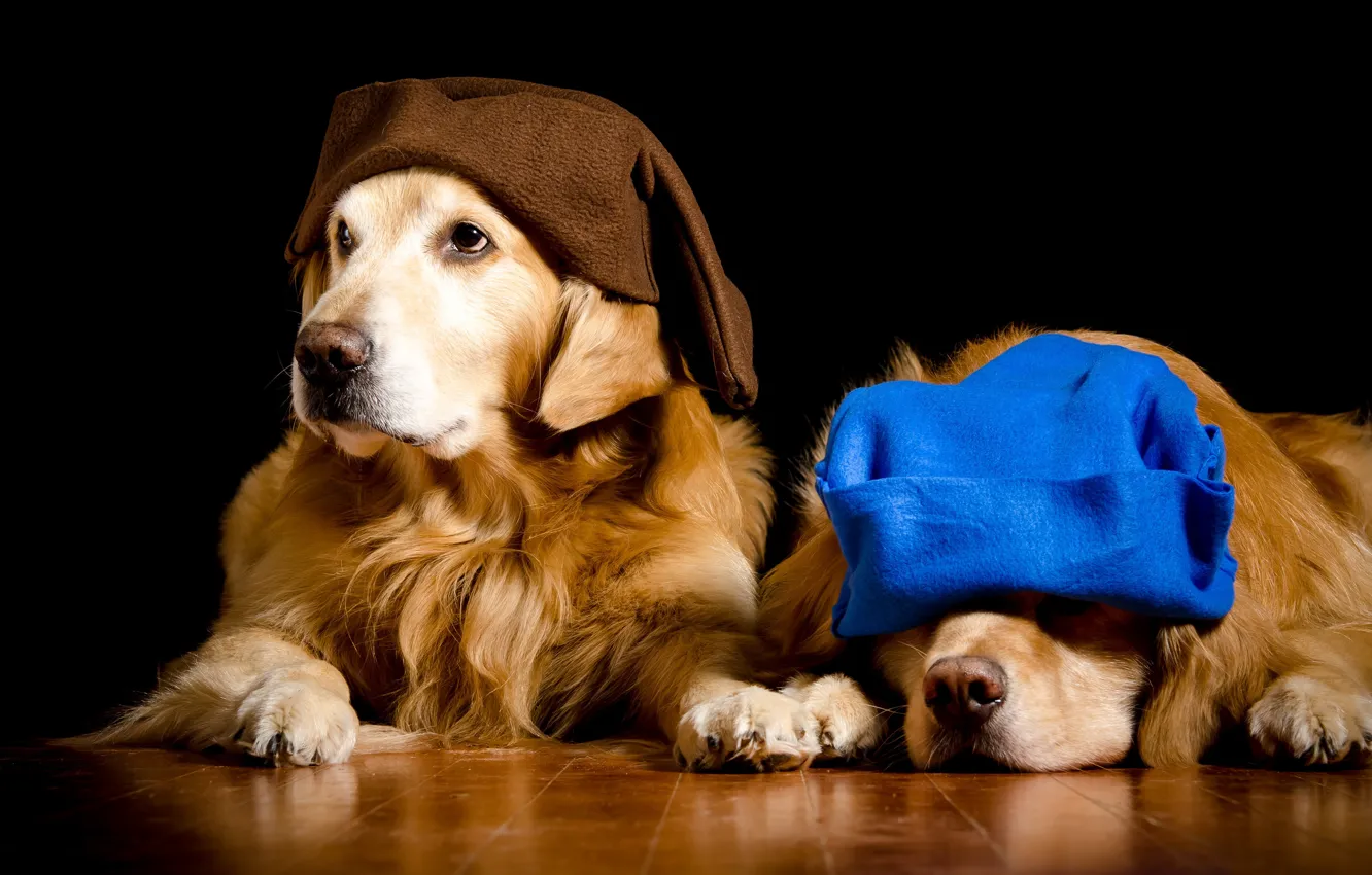 Фото обои собаки, синий, две, портрет, собака, пара, гномы, образ
