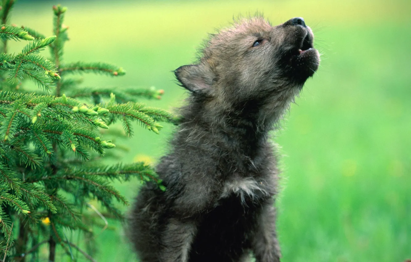 Фото обои волк, щенок, детеныш, волчонок