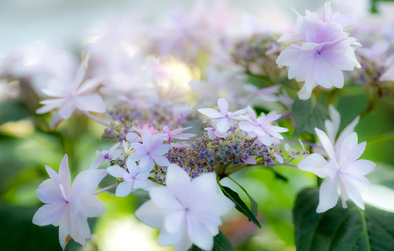 Фото обои лето, цветы, белые, гортензия