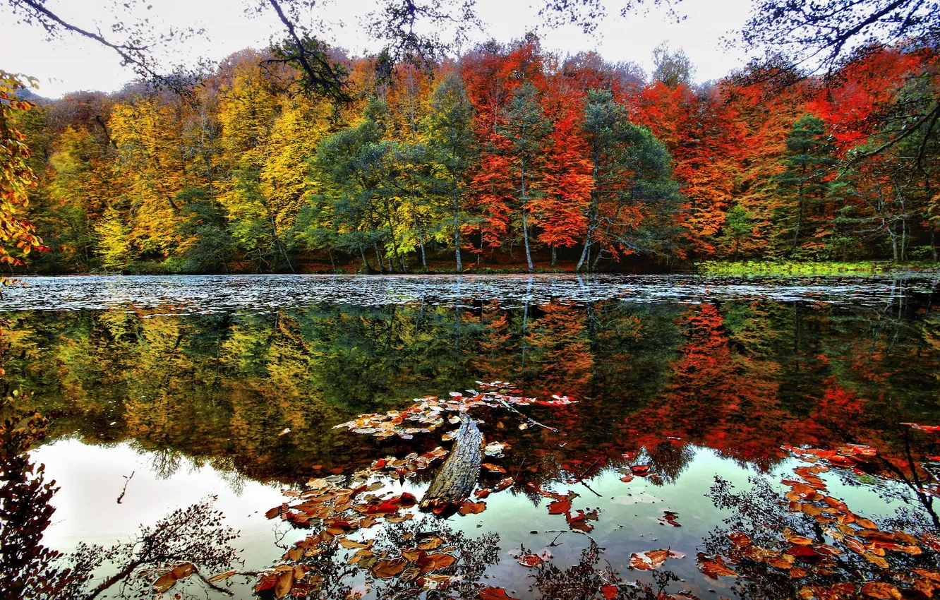 Фото обои осень, деревья, река, Red and Yellow