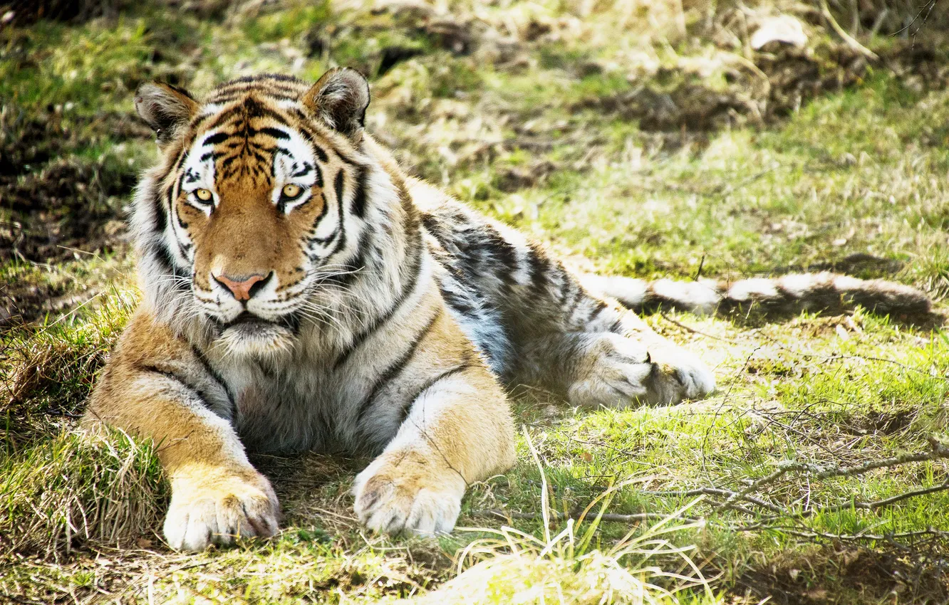 Фото обои трава, тигр, лежит