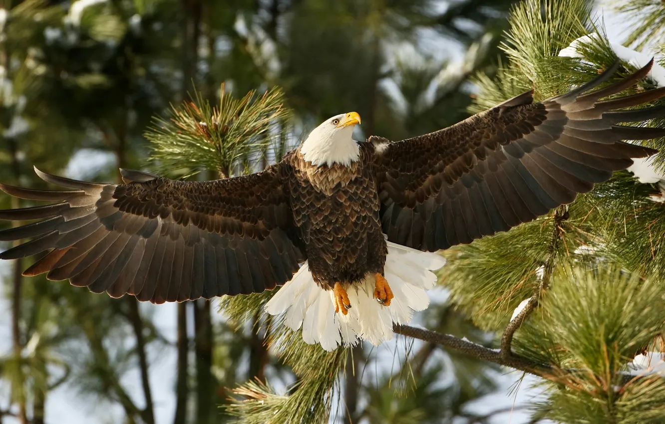 Фото обои ветки, птица, крылья, ястреб, белоголовый орлан