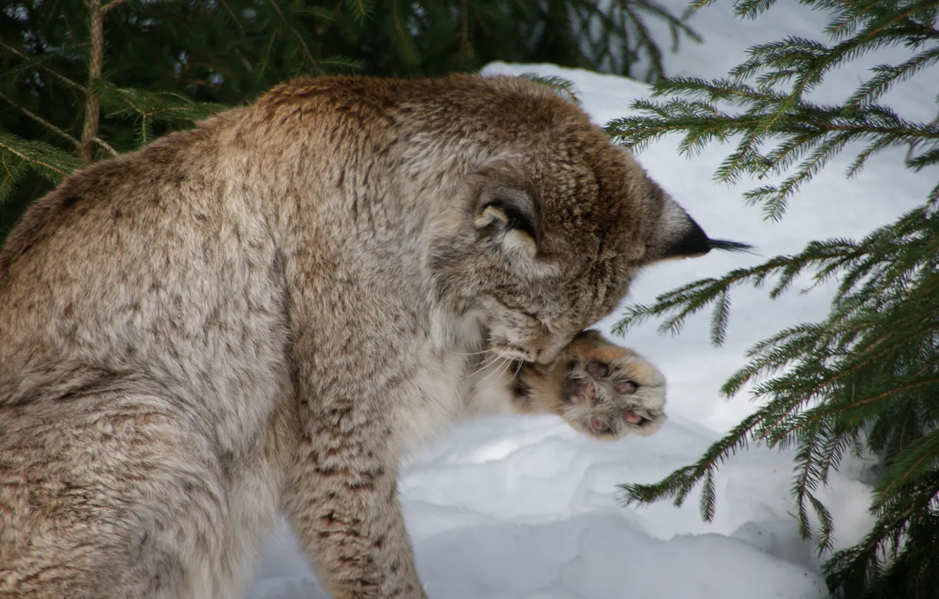 Фото обои снег, ветви, Германия, умывание, Евразийская, или обыкновенная рысь (Lynx lynx), приведение себя в порядок, уход …