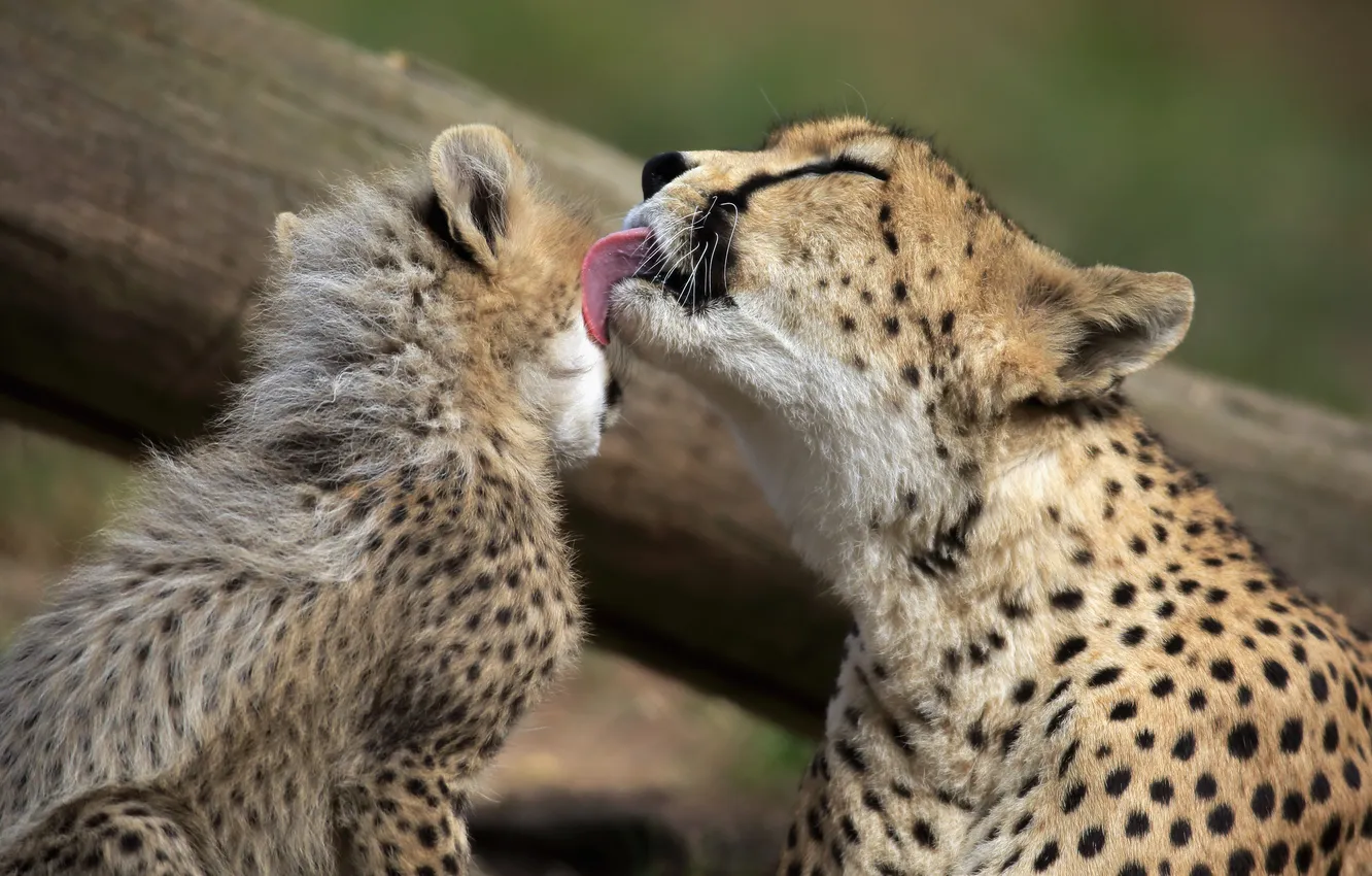 Фото обои leopard, cub, feline