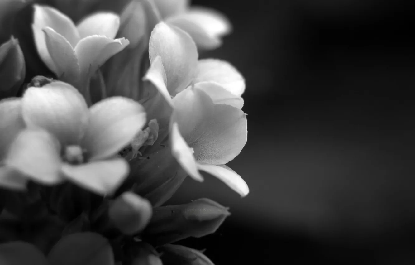 Фото обои макро, цветы, фото, фон, обои, растение, лепестки, черно-белое