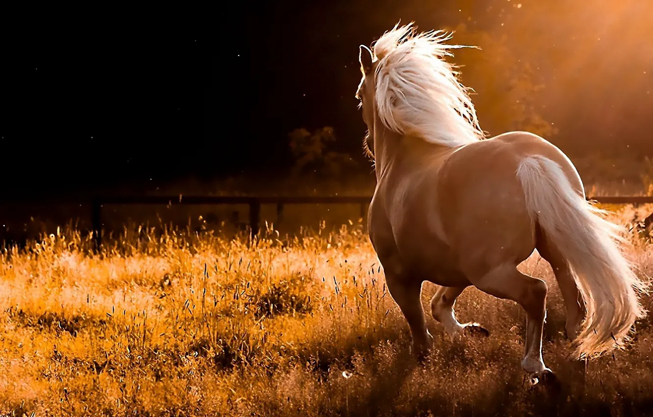 Фото обои конь, на природе, резвится