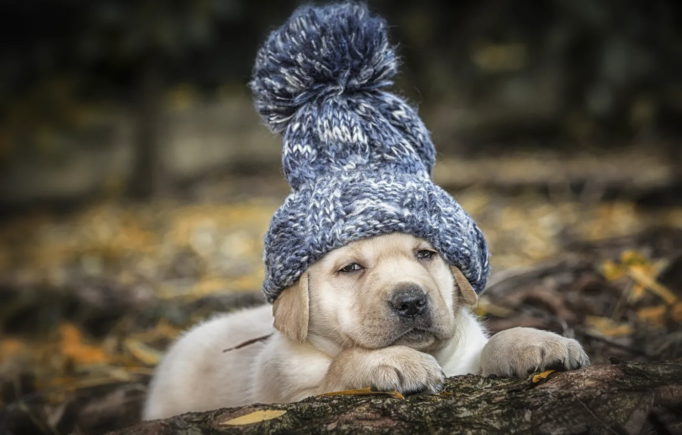 Фото обои шапка, собака, щенок, Лабрадор-ретривер