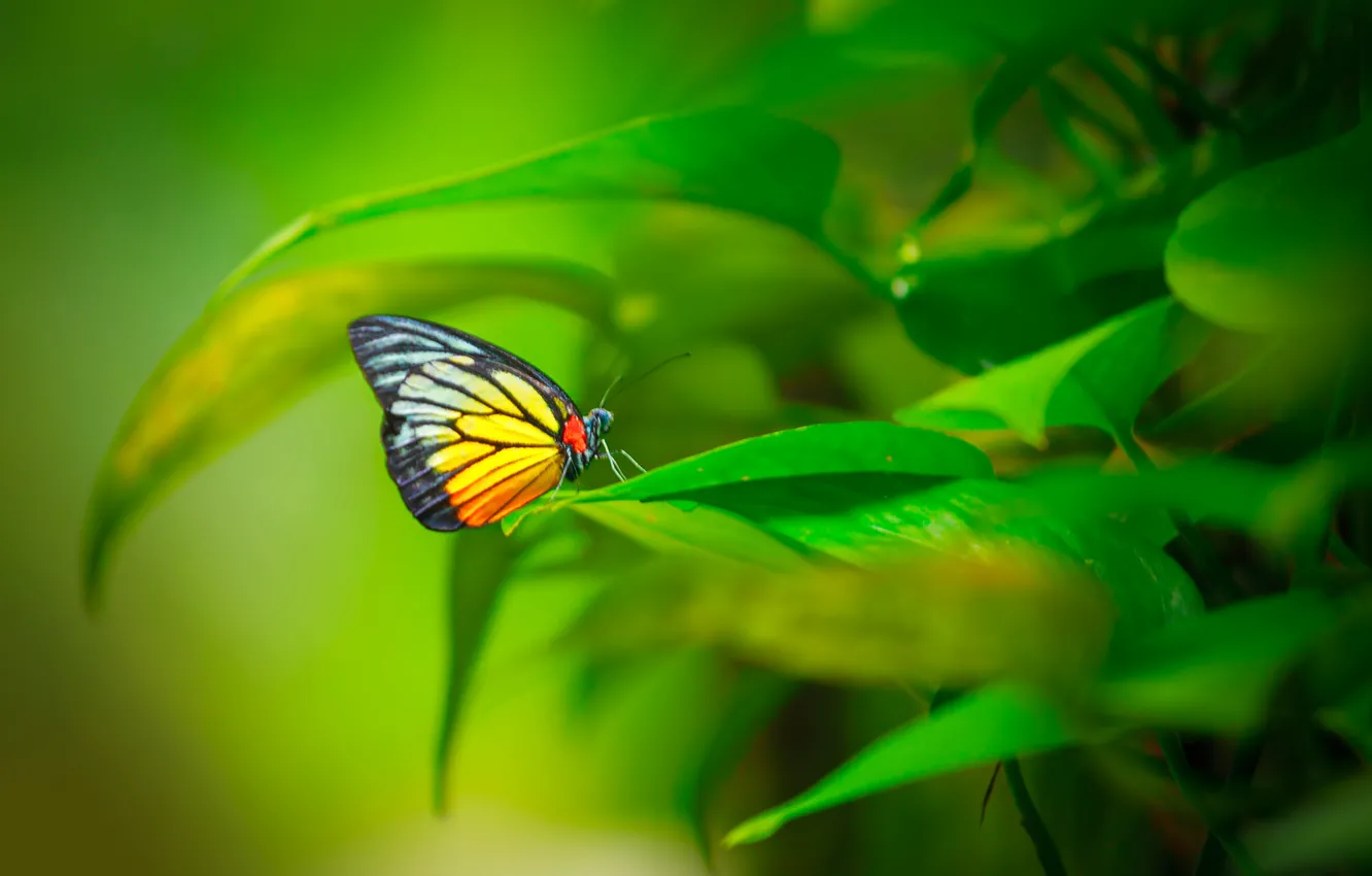 Фото обои листья, узор, бабочка, растение, крылья, насекомое
