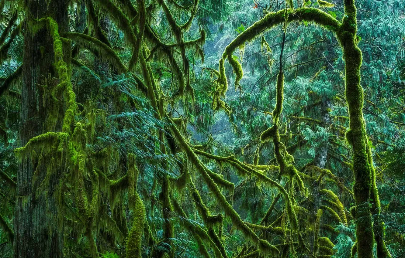 Фото обои лес, мох, Канада, Британская Колумбия, остров Ванкувер, Cathedral Grove, Провинциальный парк Макмиллана
