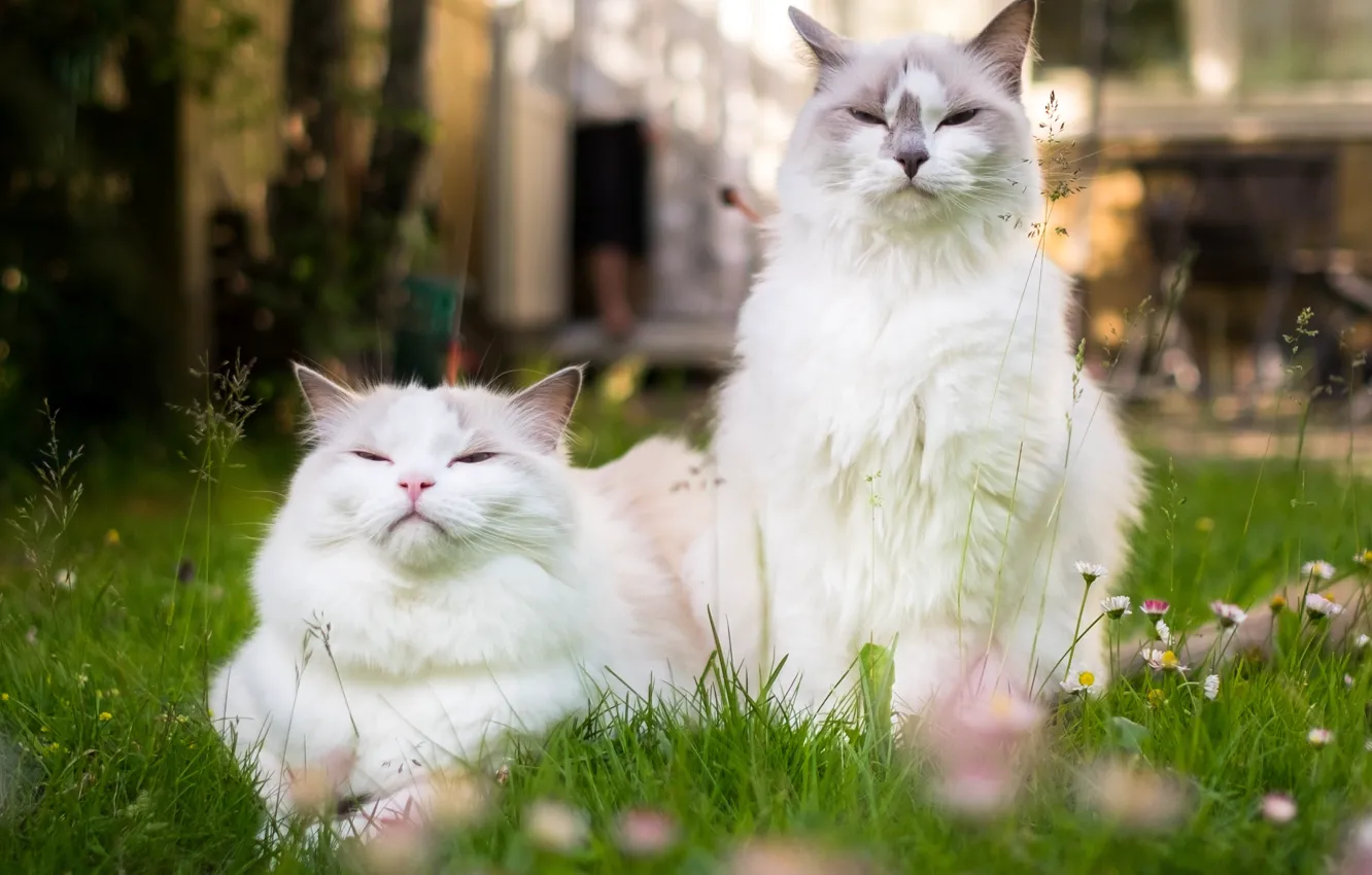 Фото обои кошка, кот, парочка, семейный портрет, Рэгдолл