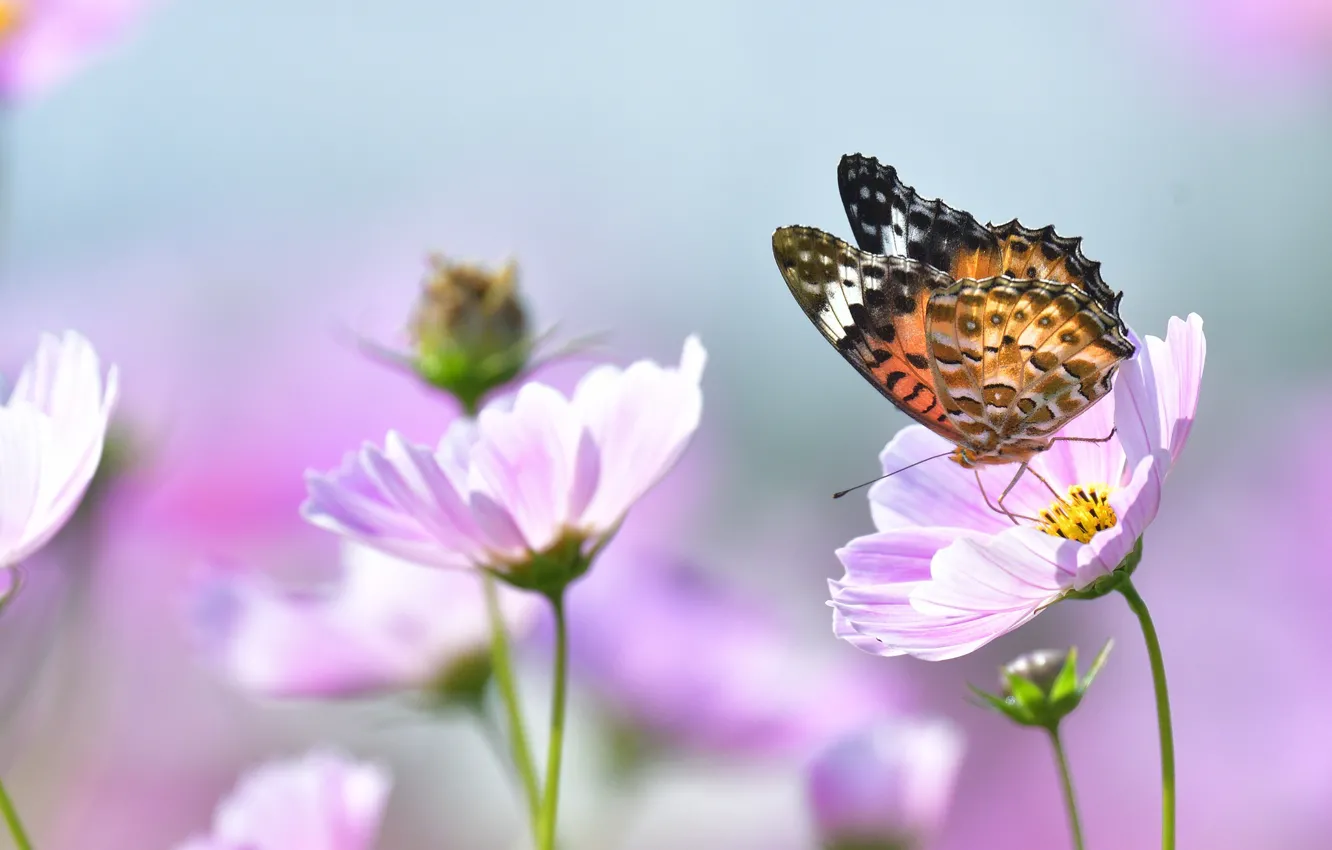 Фото обои макро, цветы, природа, бабочка, космея