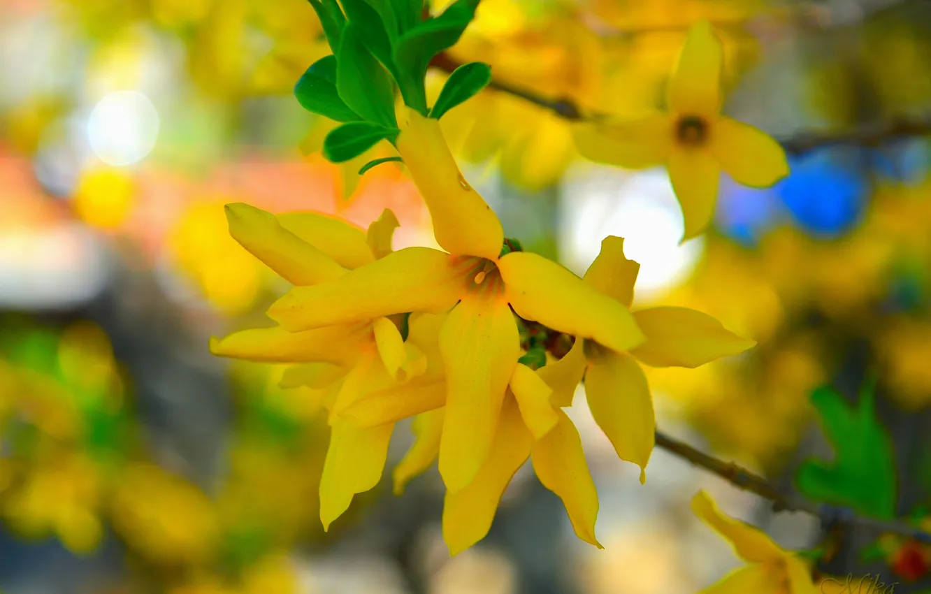 Фото обои Весна, Yellow flowers, Жёлтые цветочки