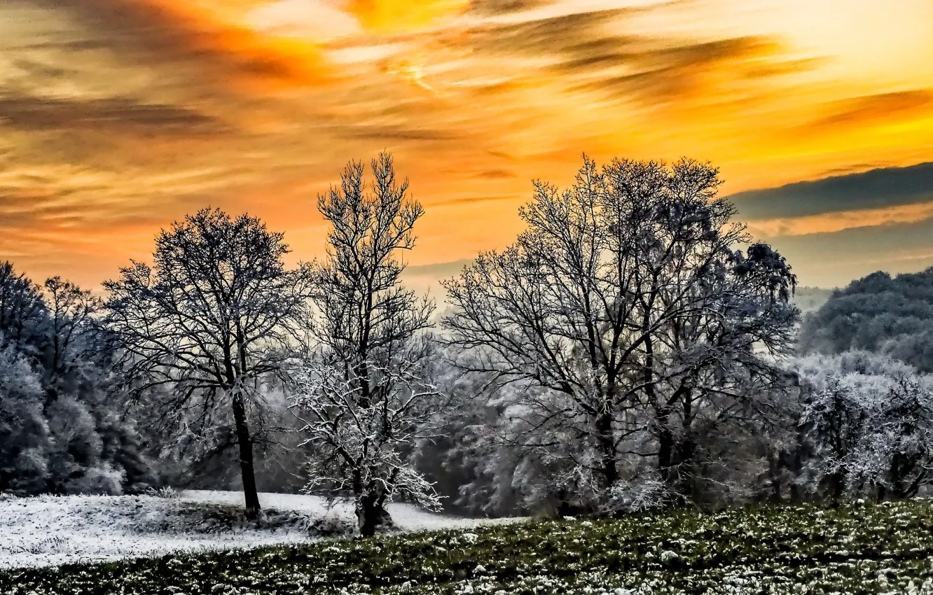 Фото обои зима, деревья, закат