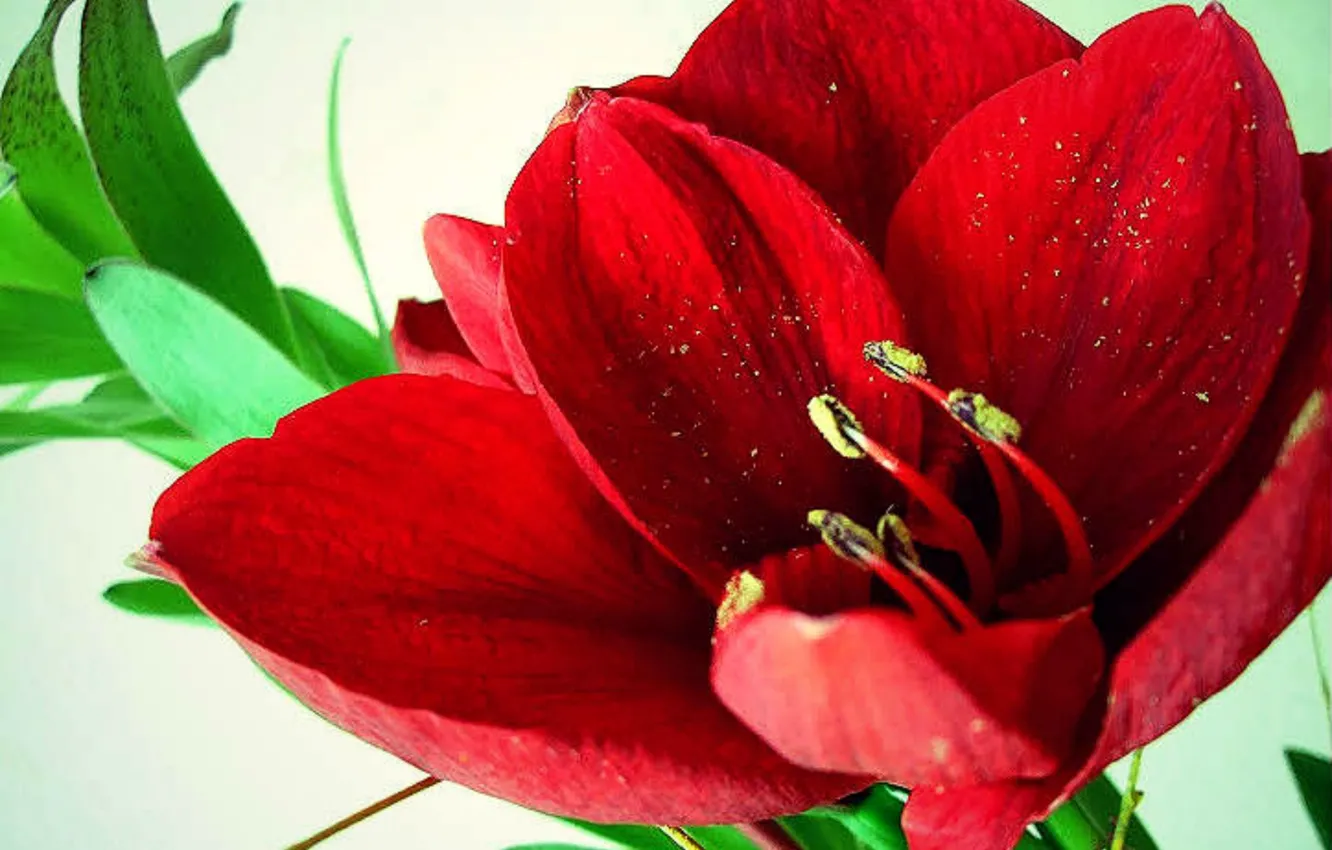 Фото обои цветок, красный, Амариллис