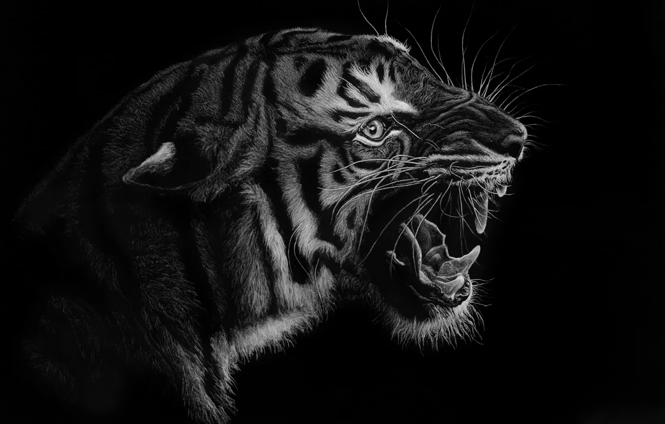 Фото обои Art, Tiger, Predator, Grin