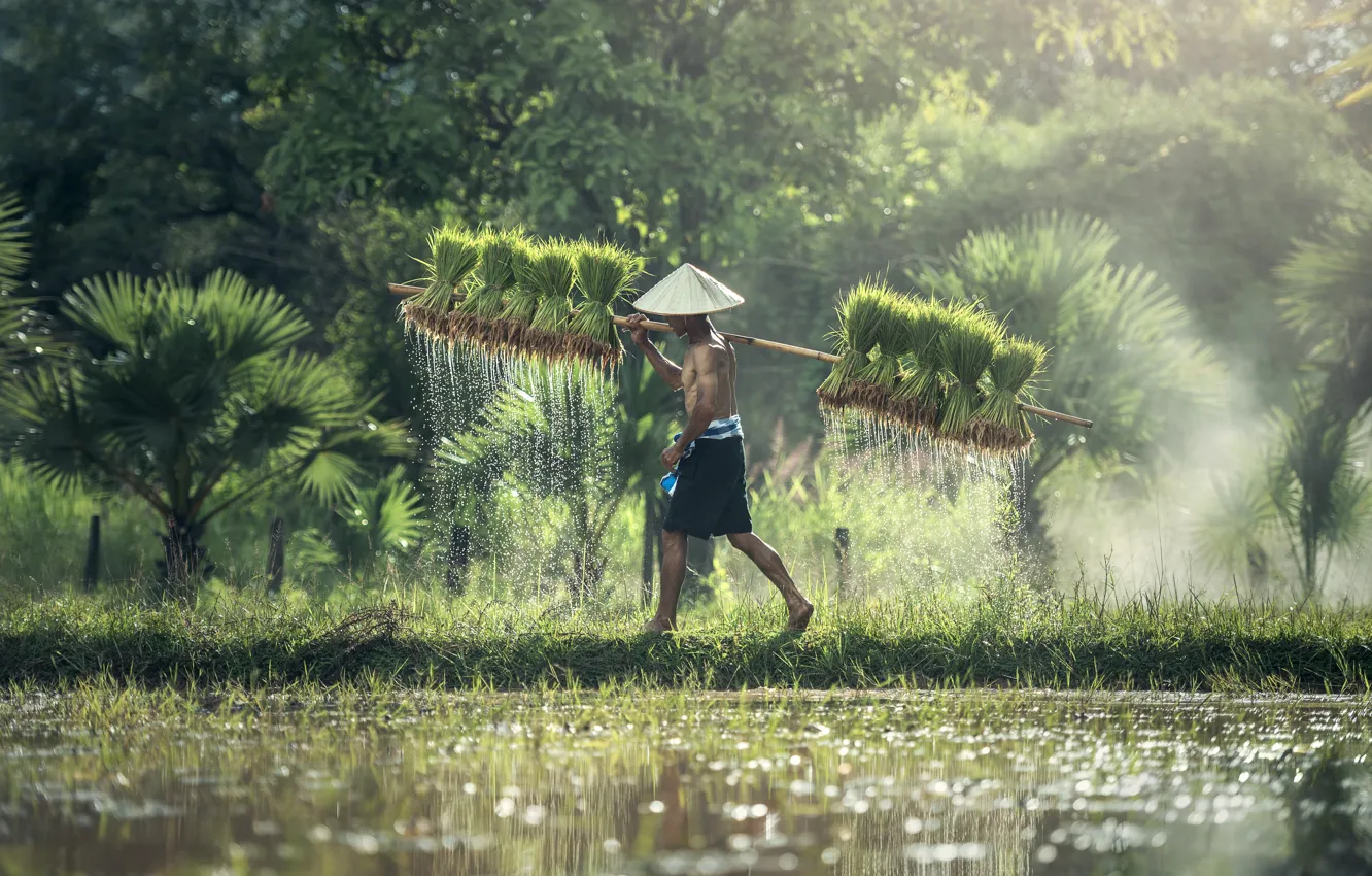 Фото обои green, Азия, рис, field, hat, water, sun, asia