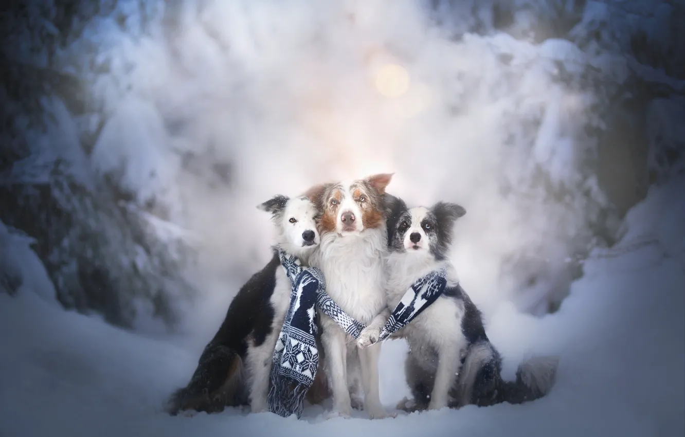 Фото обои зима, собаки, снег, шарф, трио, друзья, троица, Бордер-колли