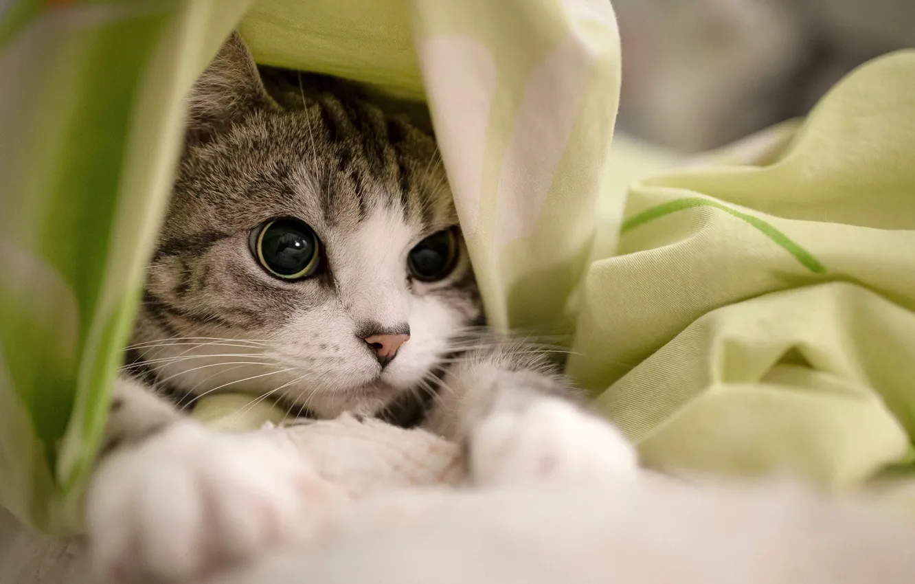 Фото обои кошка, кот, взгляд, котенок, портрет, постель, ткань, лежит