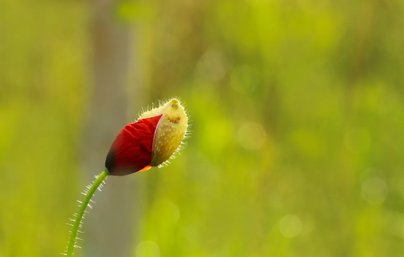Фото обои red, flower, poppy