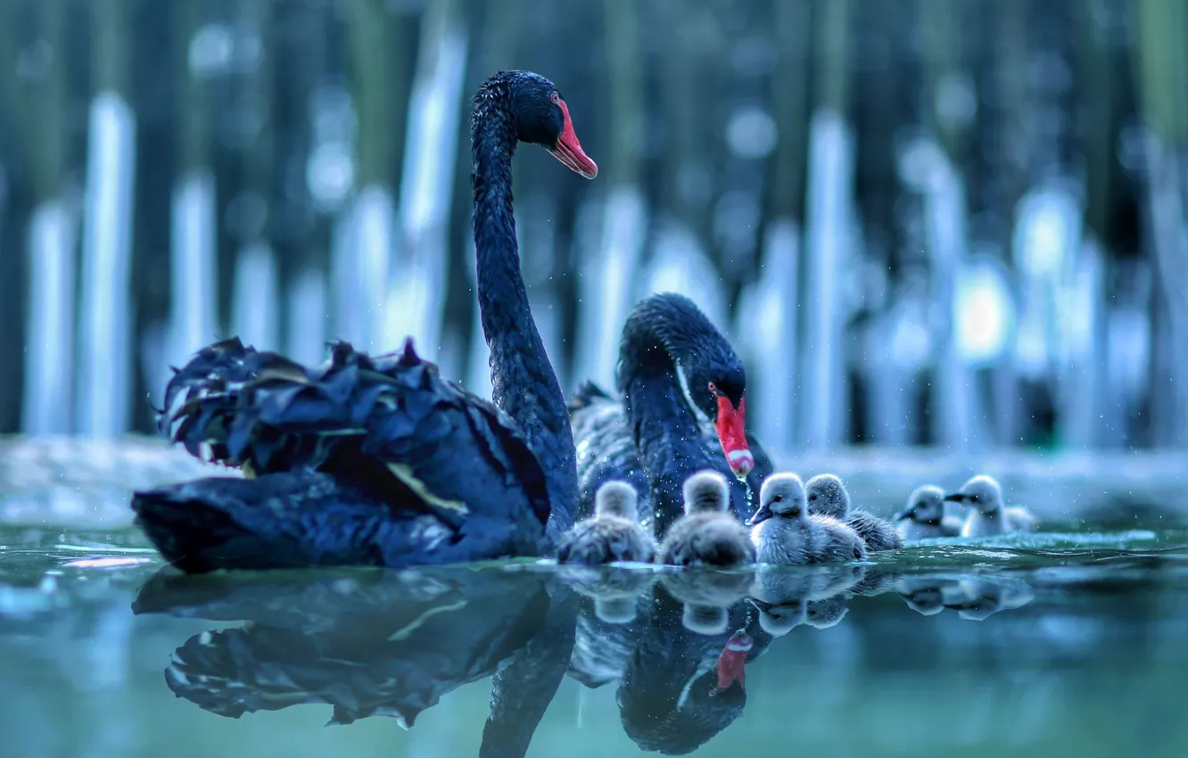 Фото обои вода, птицы, отражение, пара, лебеди, птенцы, детёныши, выводок