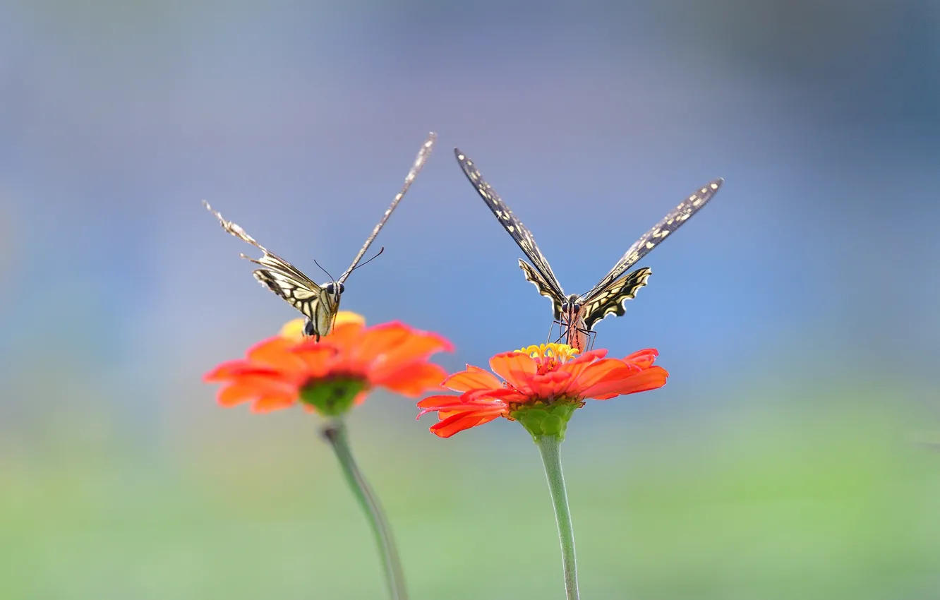 Фото обои wings, flowers, butterflies