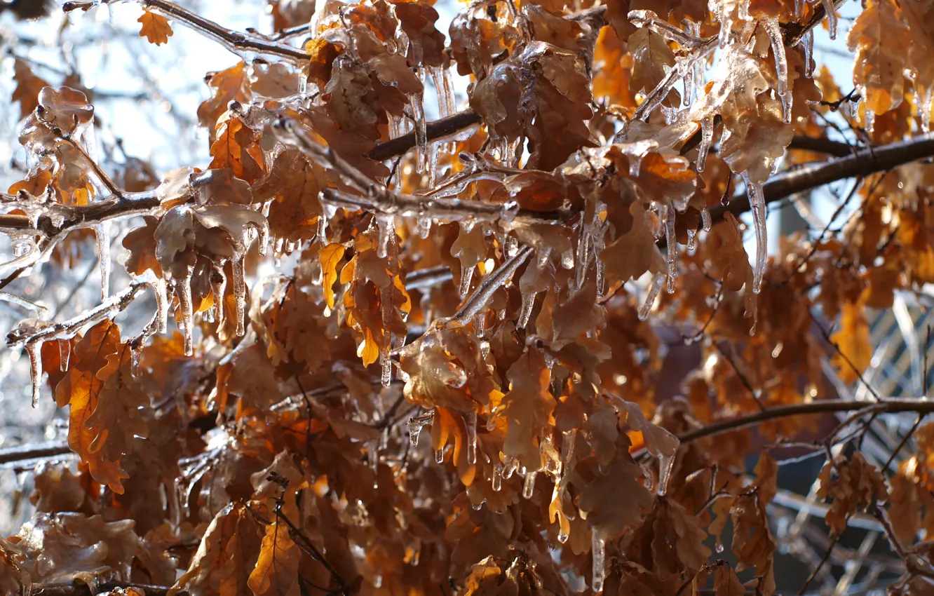 Фото обои зима, листья, лёд