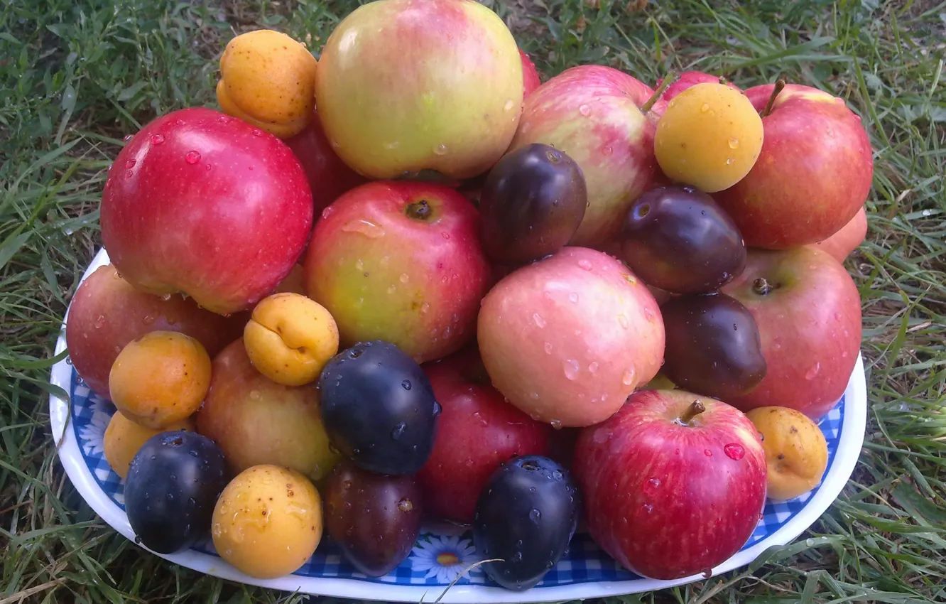 Фото обои трава, капли, яблоки, Лето, фрукты, сливы, абрикосы