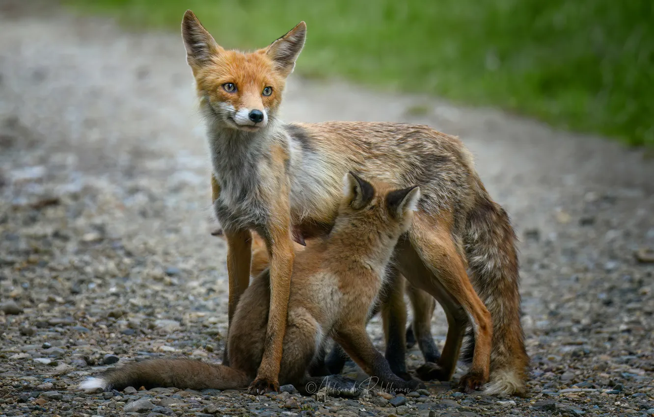 Фото обои fox, mother, pups
