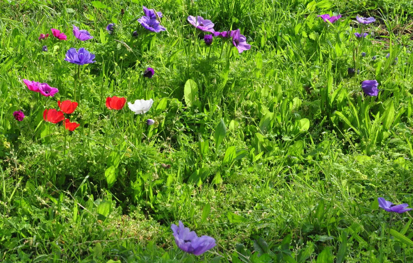 Фото обои трава, green, colors, весна, Поляна, grass, цветочки, field