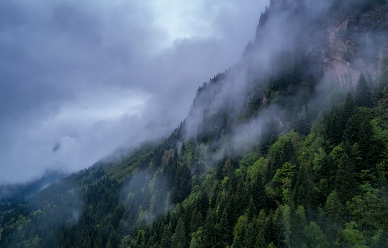 Фото обои лес, небо, облака, деревья, тучи, природа, туман, гора