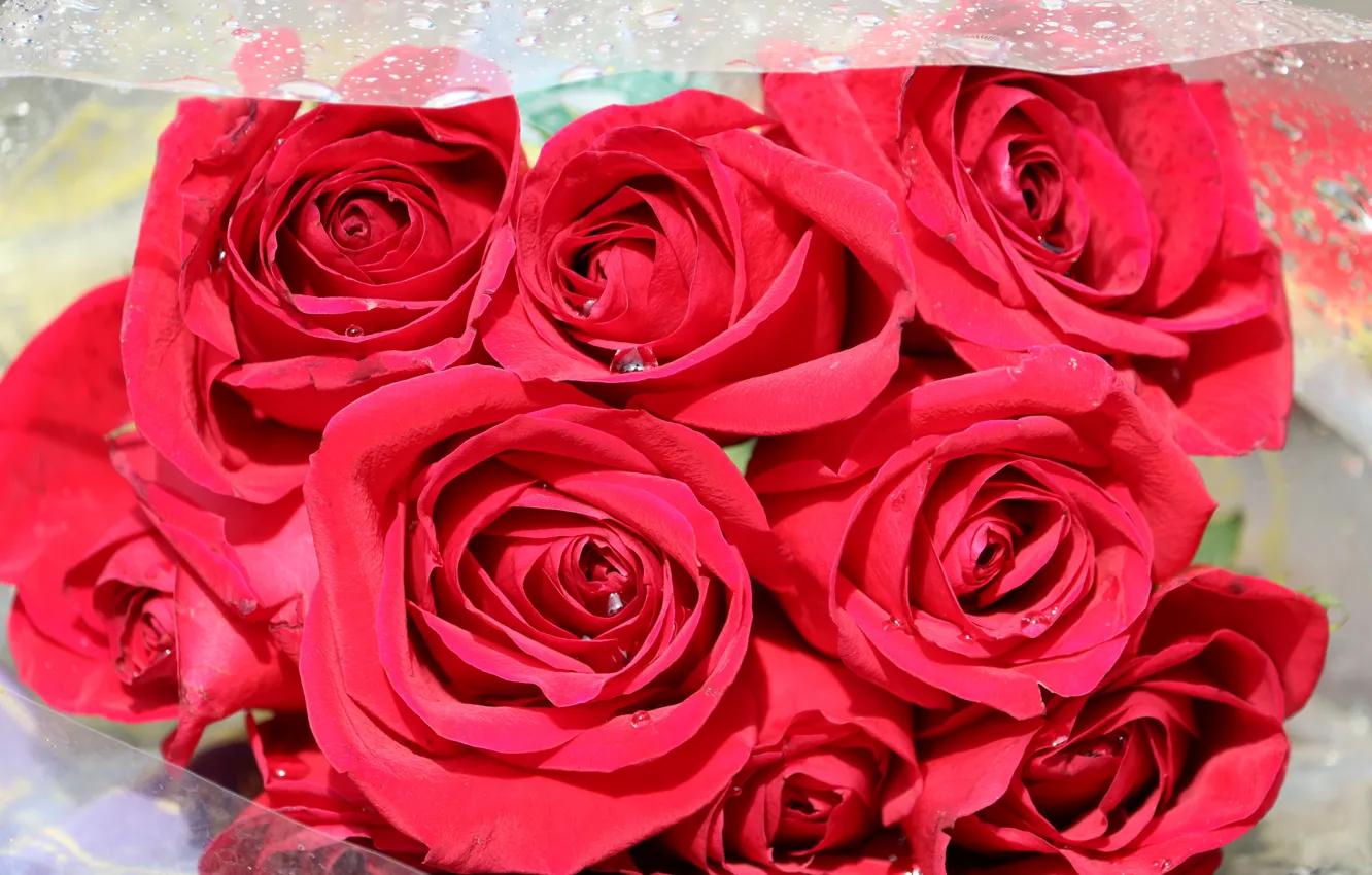 Фото обои капли, розы, букет, красные, бутоны