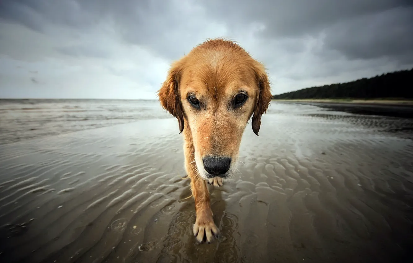Фото обои море, берег, собака