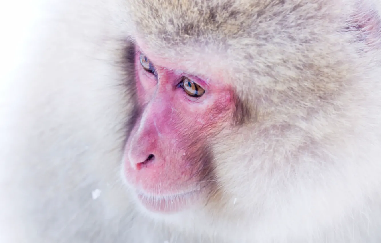 Фото обои фон, обезьяна, Японский макак, снежная