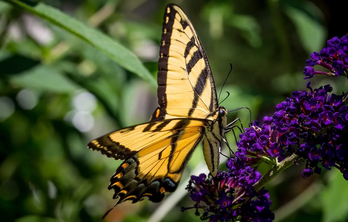 Фото обои макро, бабочка, цвет, крылья