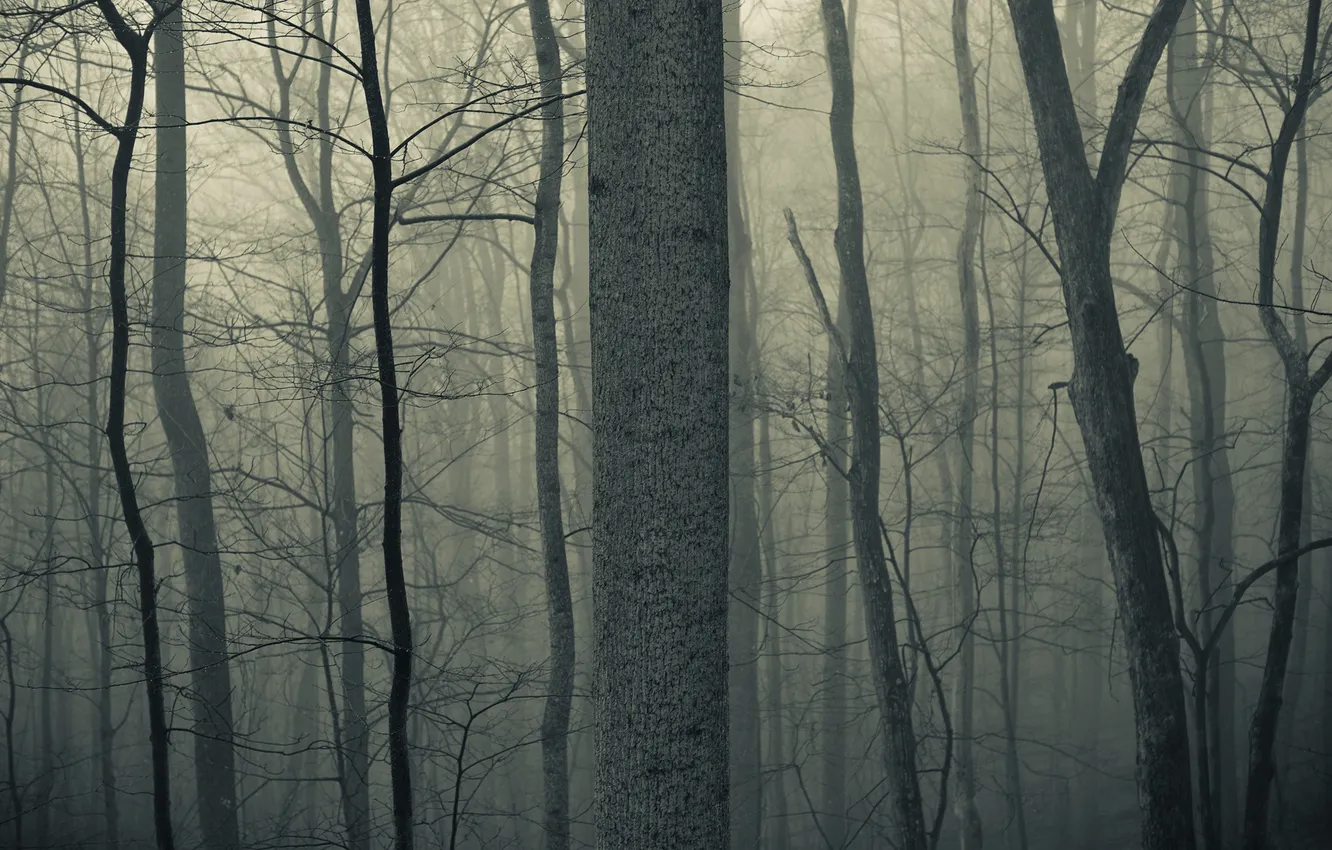 Фото обои осень, лес, деревья, туман, стволы, сумрак, тени, силуэты