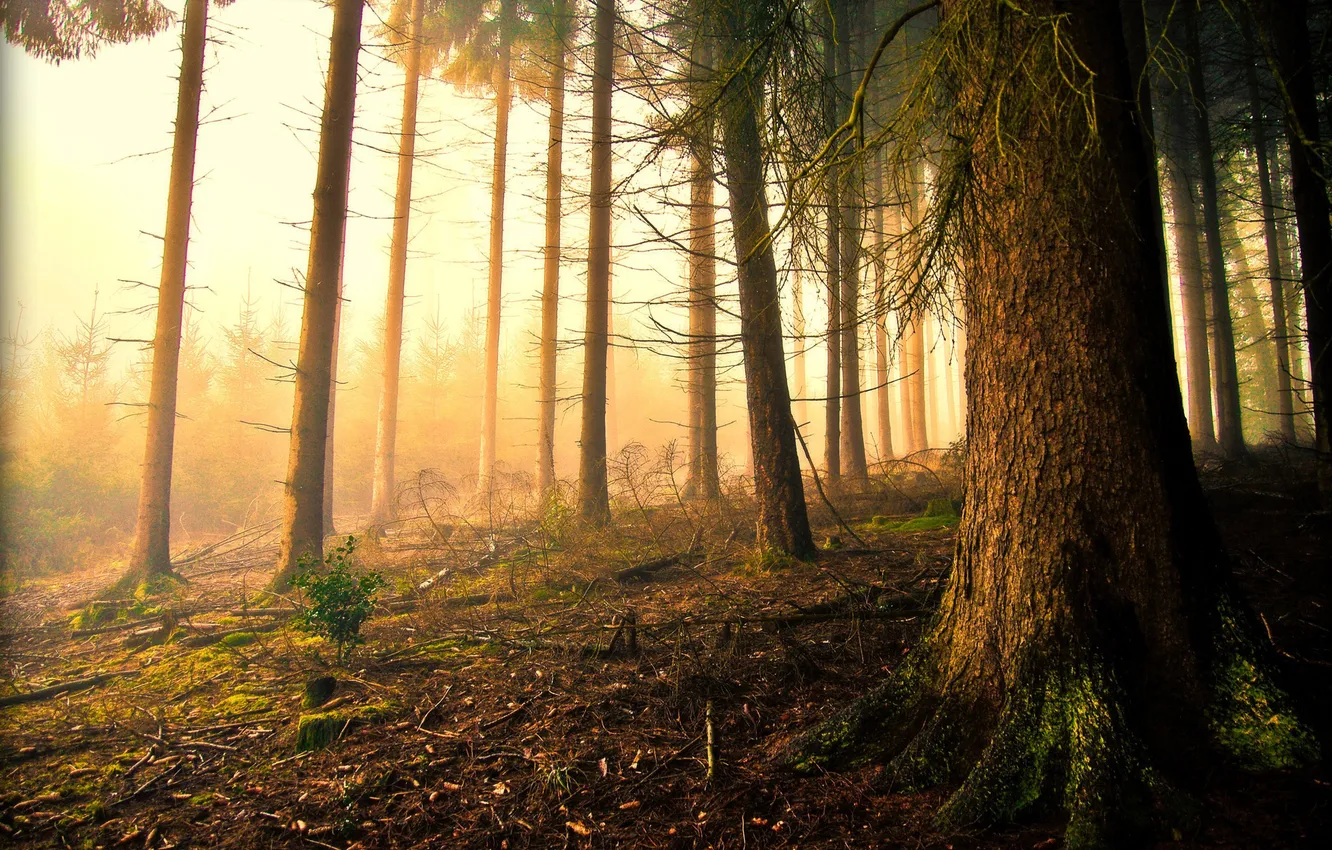 Фото обои лес, свет, природа, дерево