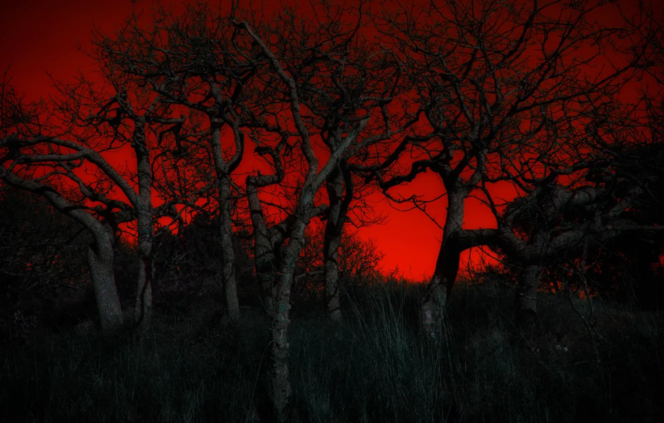 Фото обои деревья, ночь, зарево